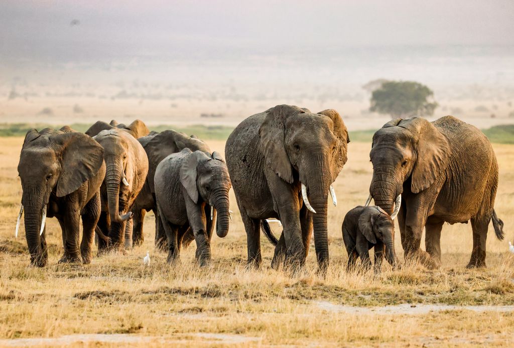 A stunning view of African elephants in the savannah of Kajiado County, Kenya during daytime.