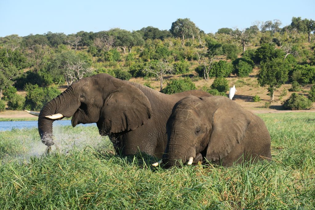 Two African elephants grazing near a river in Botswana's lush savanna.
